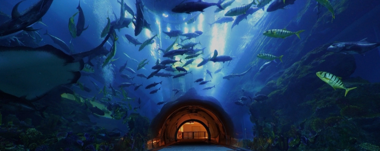 Dubai Aquarium and Underwater Zoo